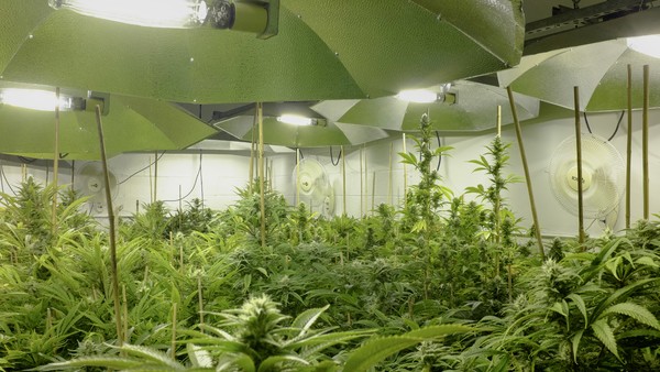 A tech solution to the pot banking problem